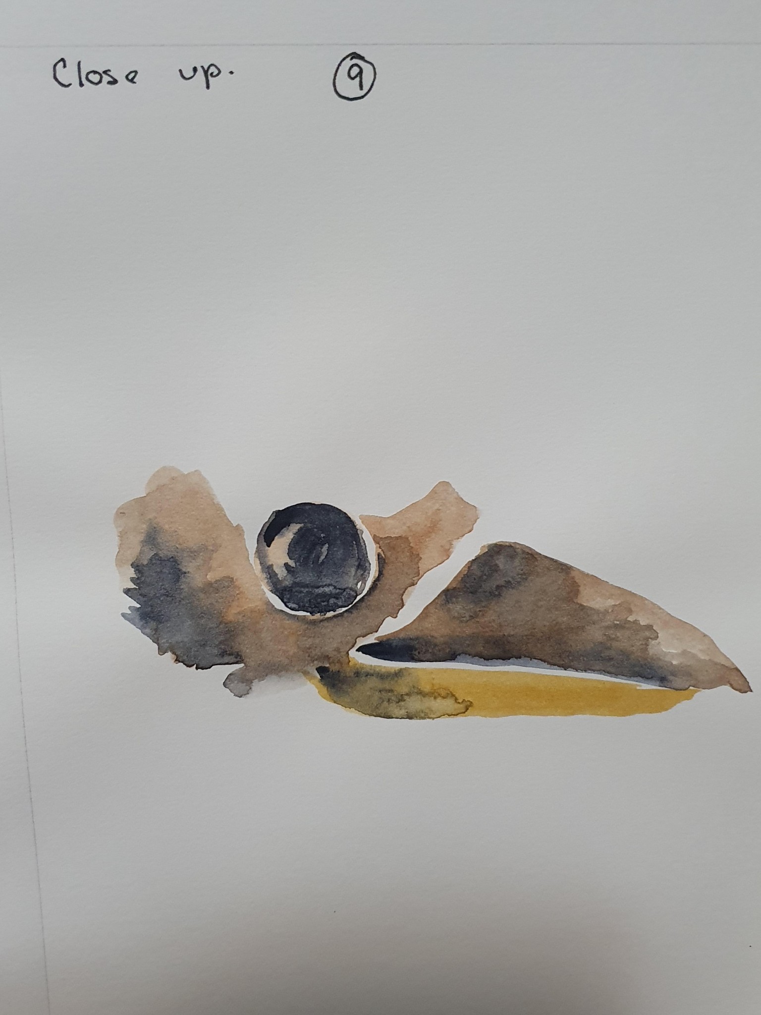 Kay Kookaburra - image 9 - student project