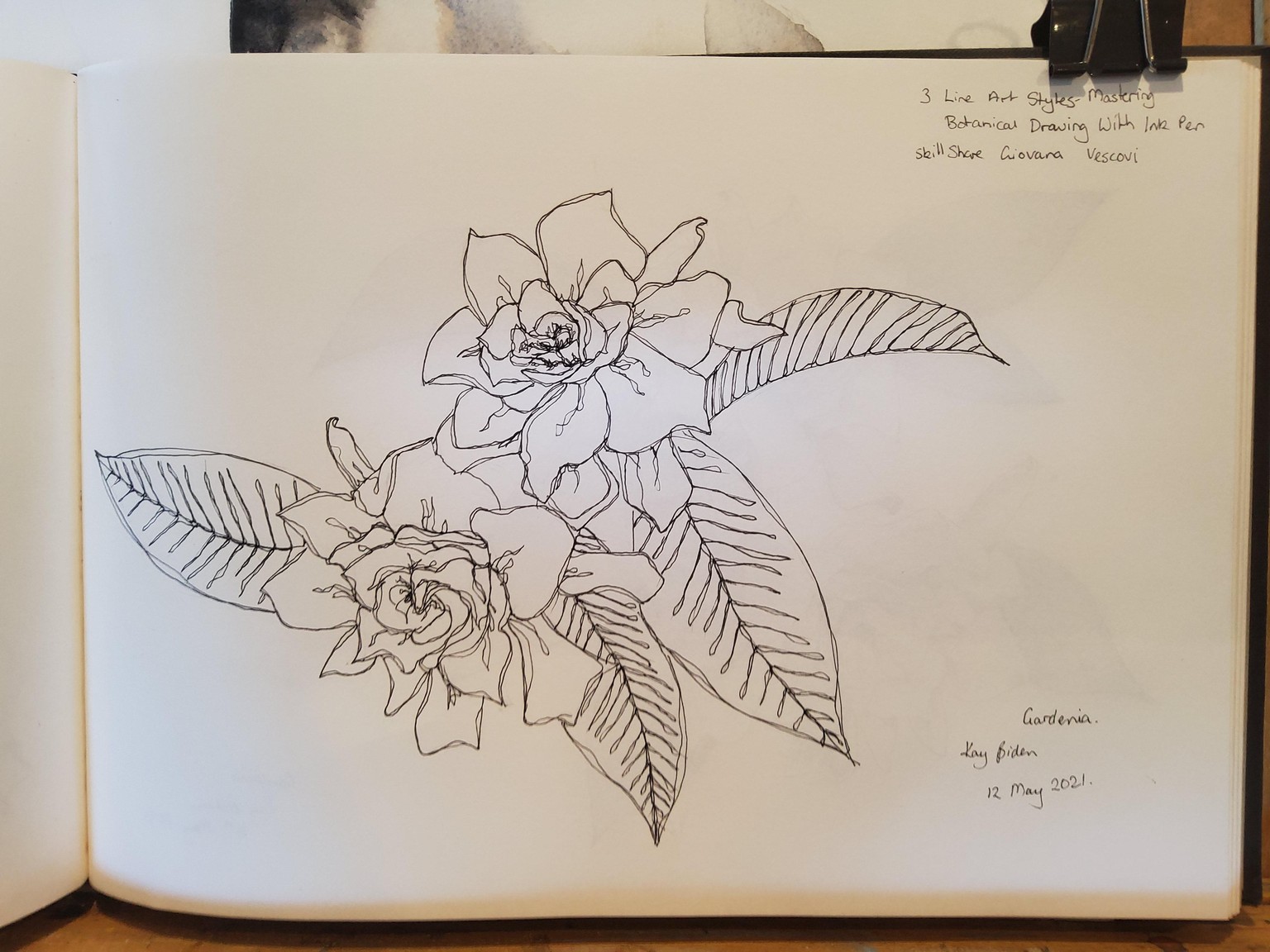 Gardenias - line art - image 1 - student project