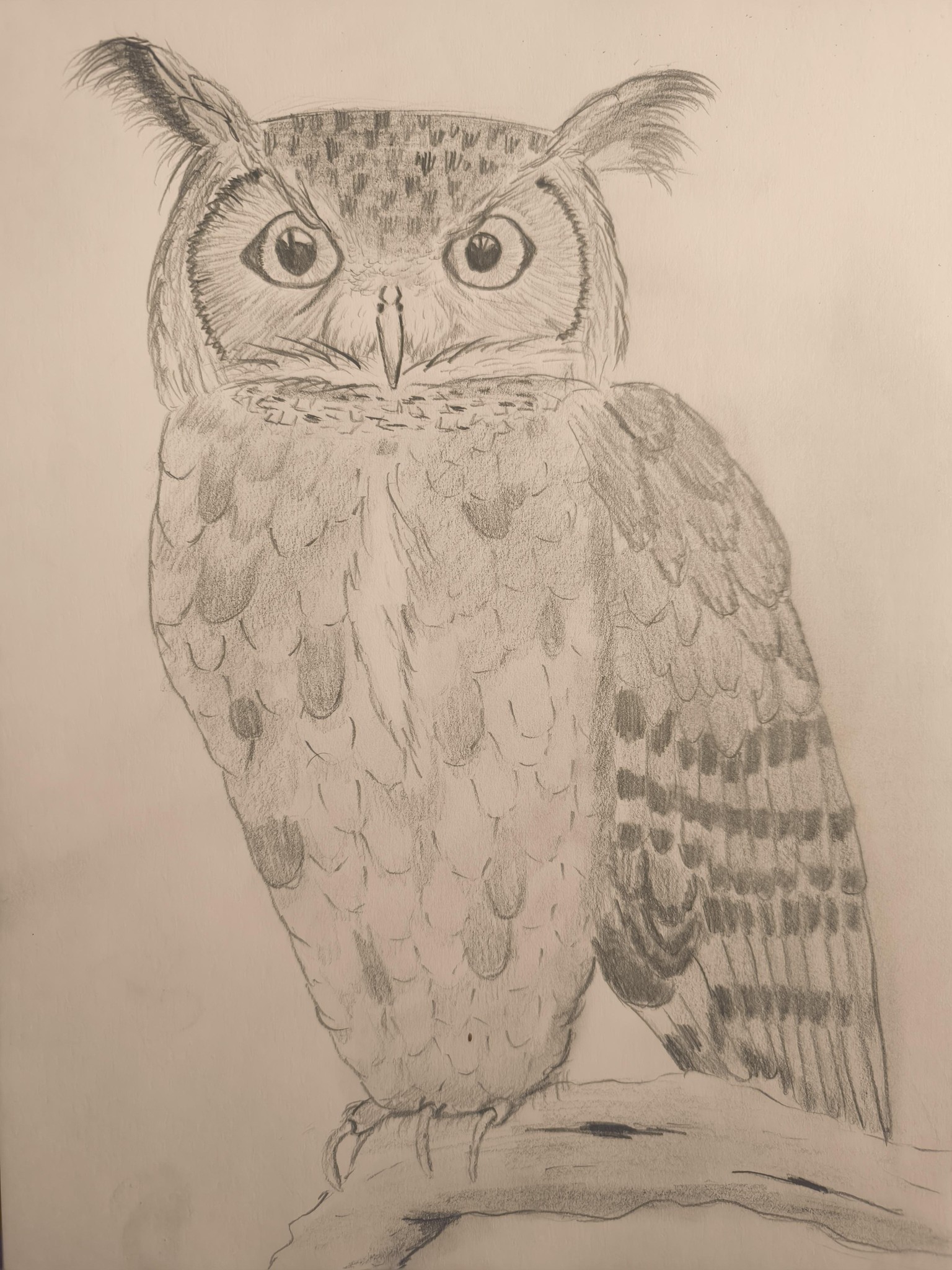 Little Owl  - image 1 - student project