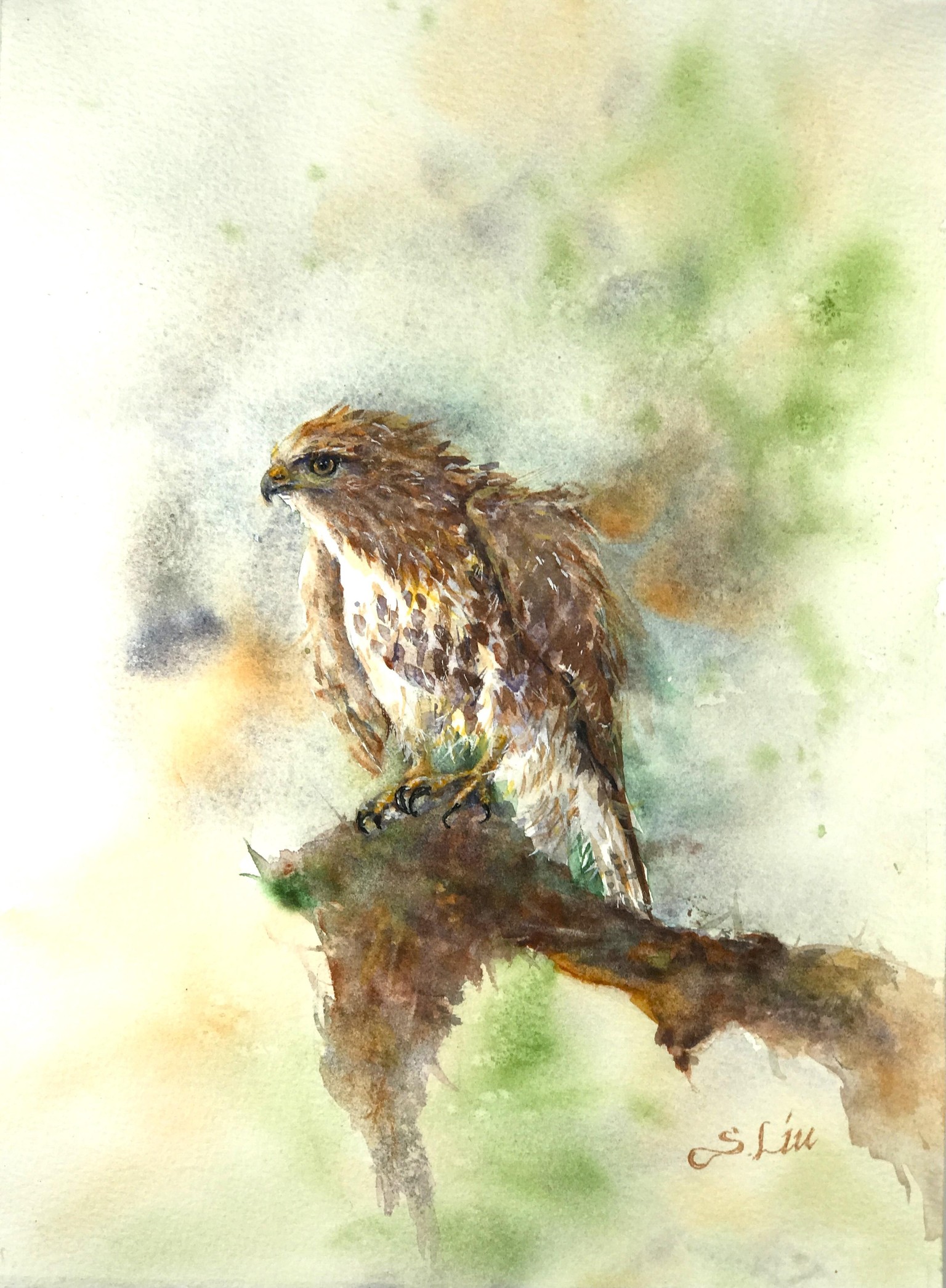 a juvenile hawk in watercolor - image 1 - student project