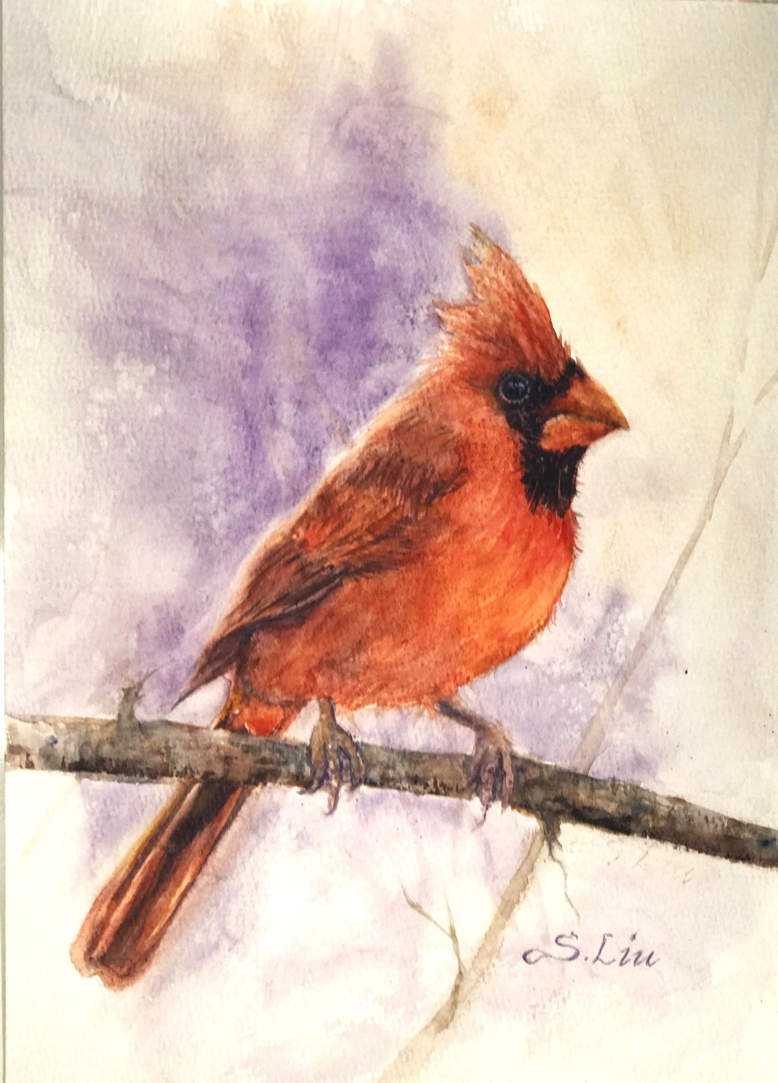 Winter Cardinal - image 1 - student project