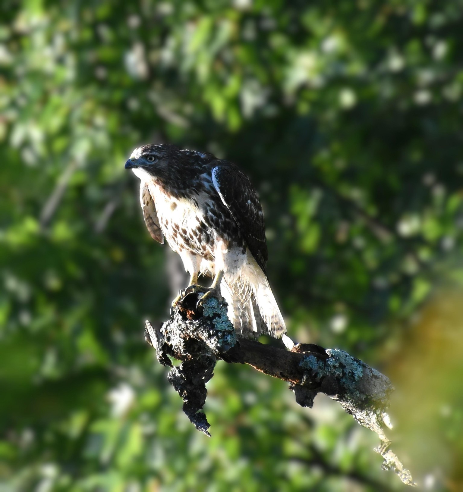 a juvenile hawk in watercolor - image 2 - student project