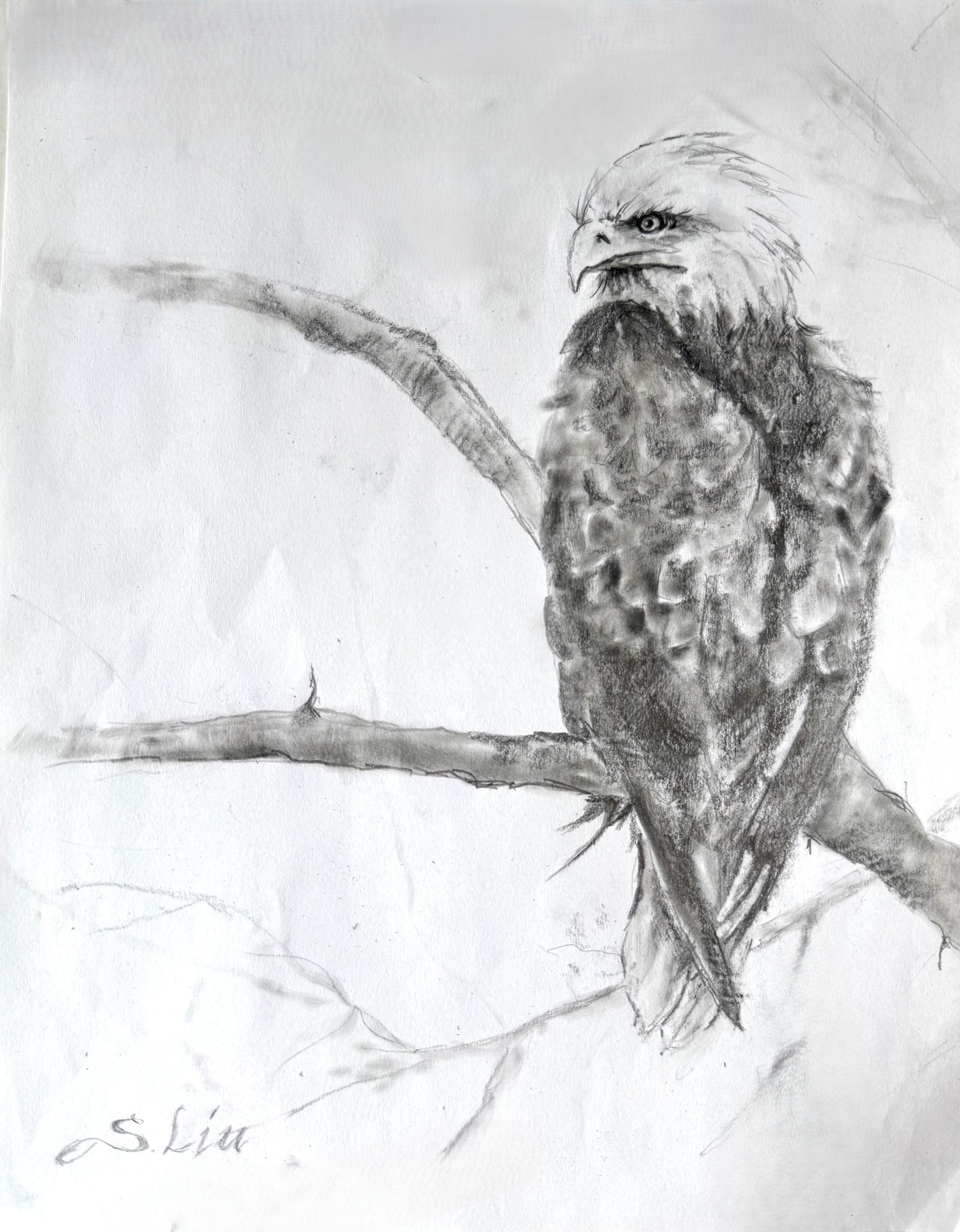 Try drawing a bald eagle - image 1 - student project