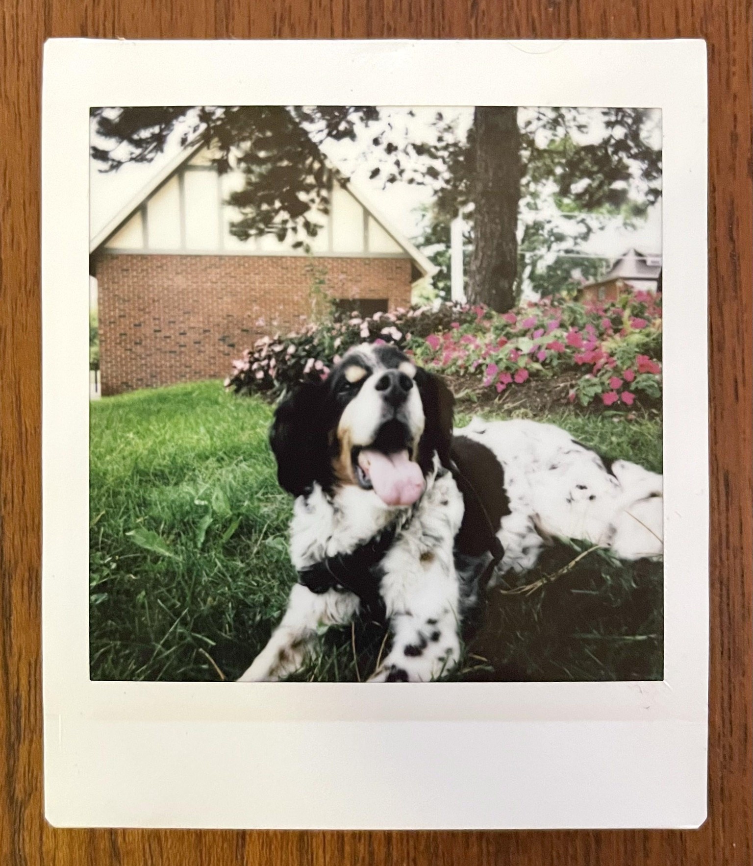 Mimi the dog on instax - image 1 - student project