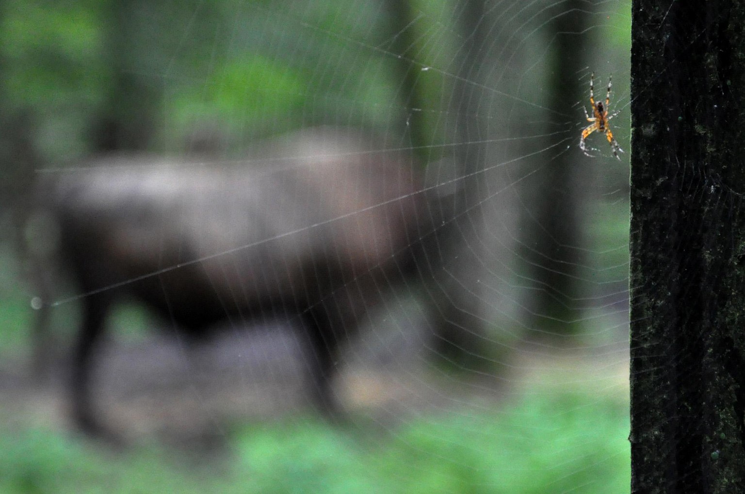 Depth of Field - image 1 - student project