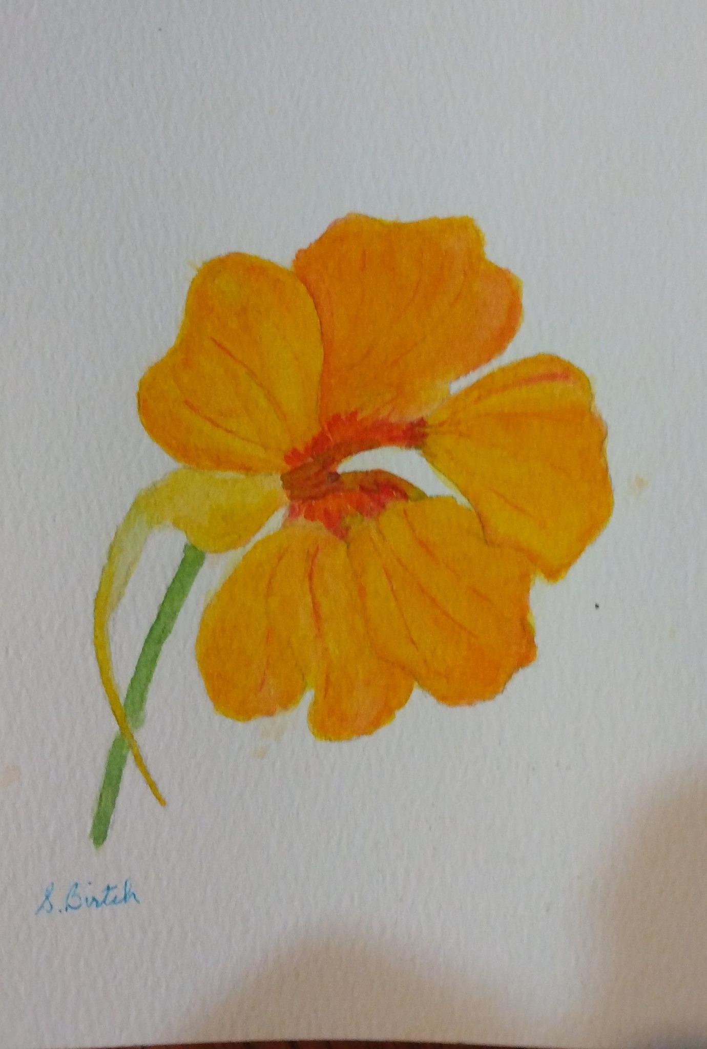 Nasturtium - image 1 - student project