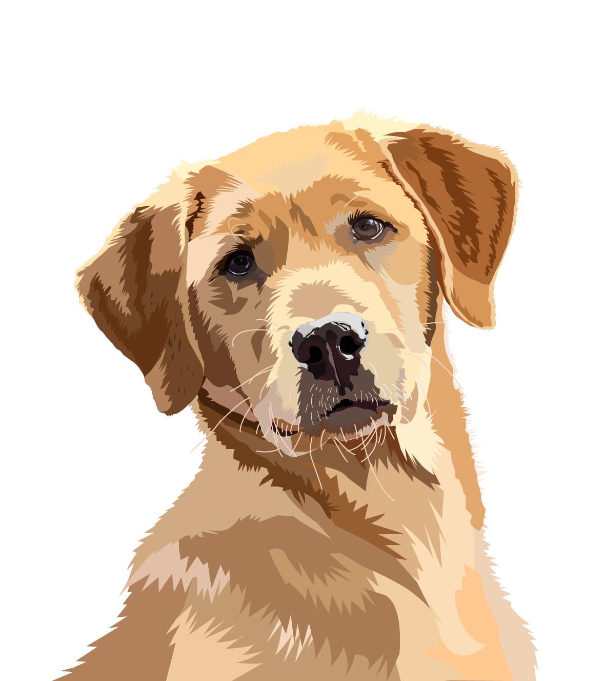 Golden Retriver - image 1 - student project