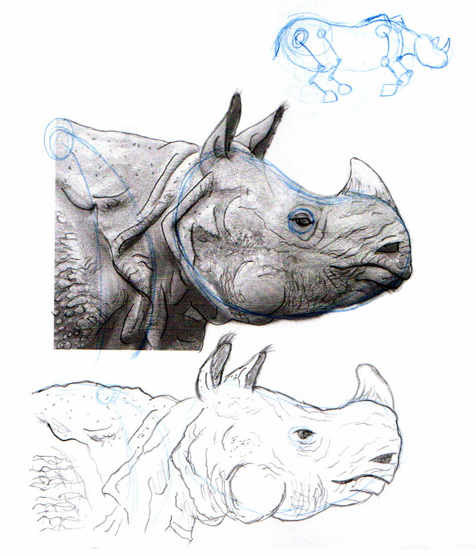 Desenho anatômico de animais - image 1 - student project