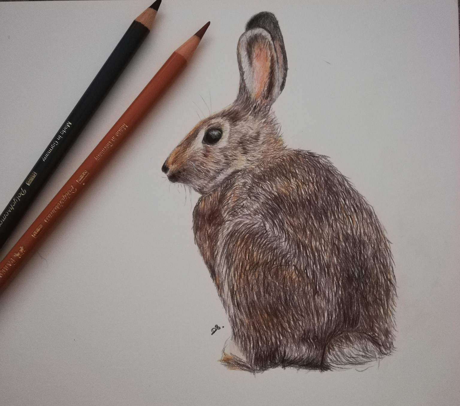 Bunny in Colored Pencil - image 1 - student project