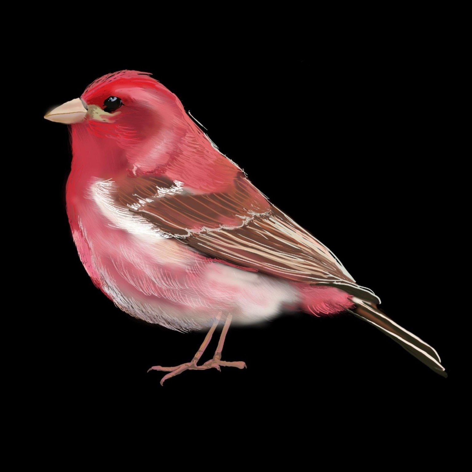 Birds of a Feather - image 2 - student project