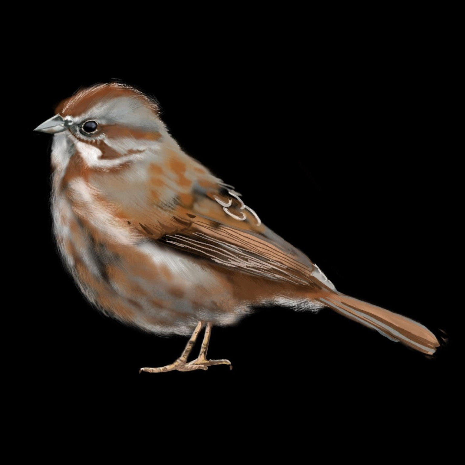 Birds of a Feather - image 4 - student project