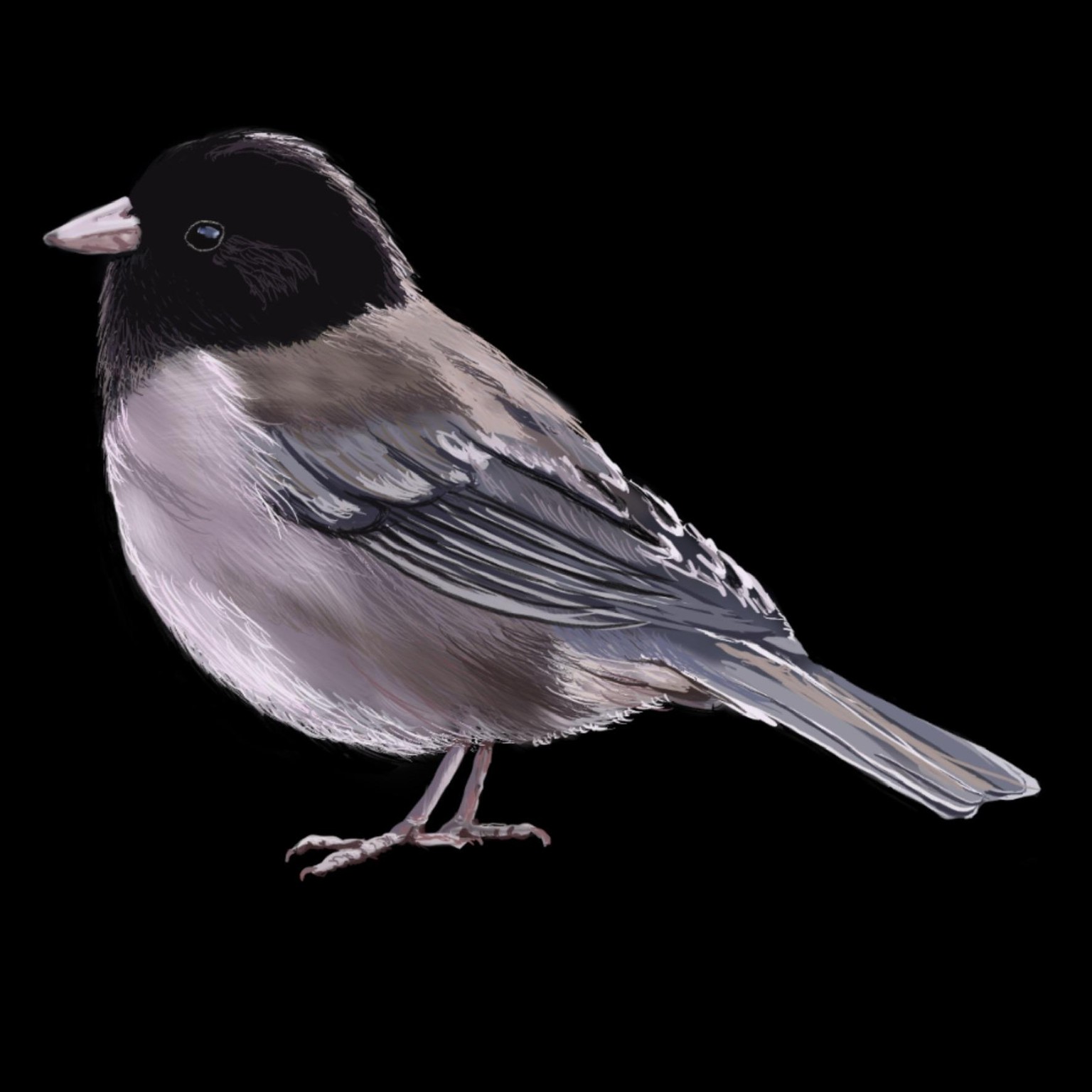 Birds of a Feather - image 3 - student project
