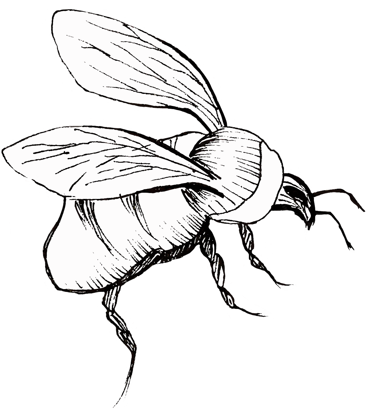 My Cosmos Flowers and Bees Perfectly Digitized! - image 2 - student project