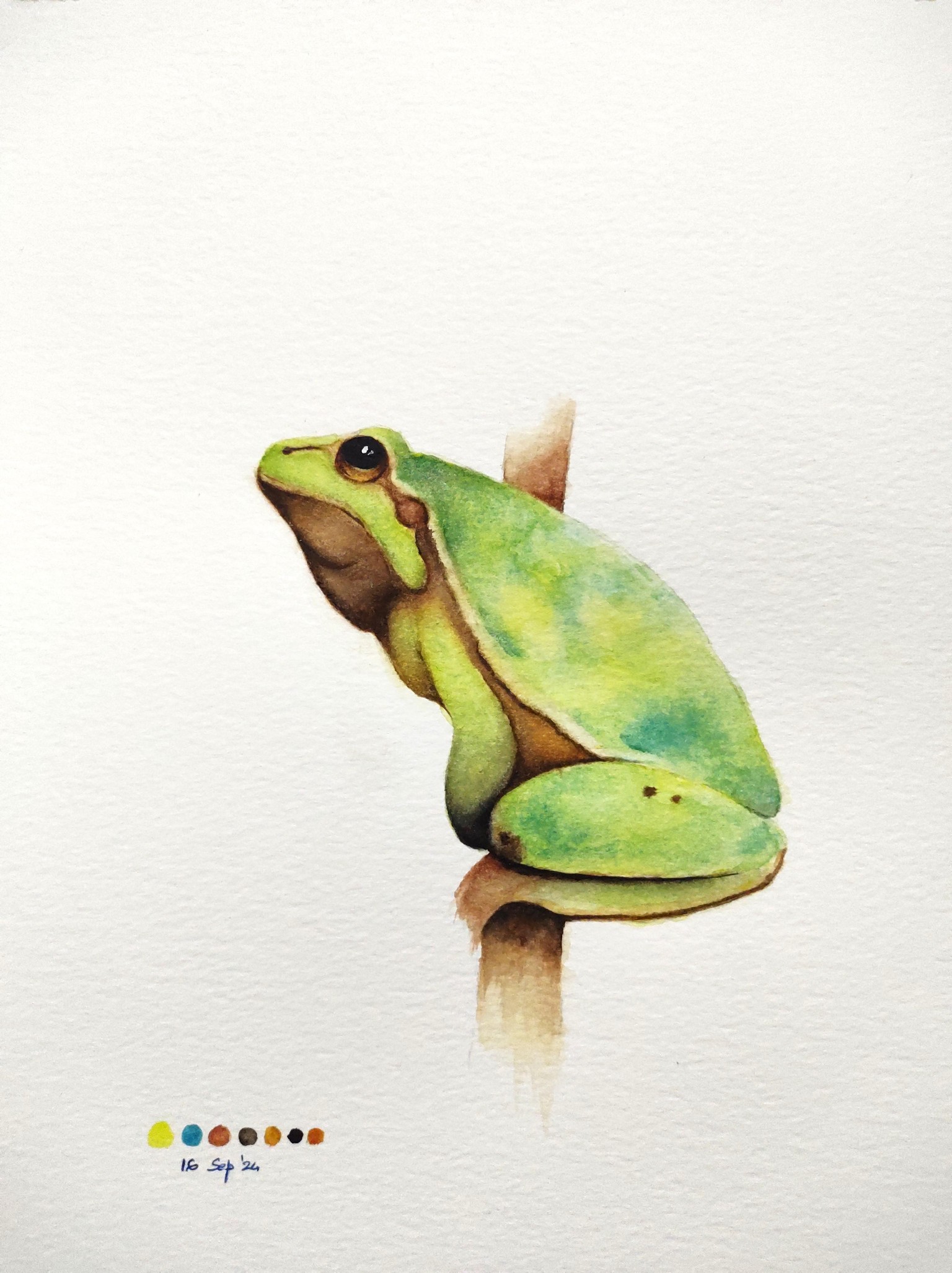 Tree frog in watercolour - A class with Nadine Dudek - image 1 - student project