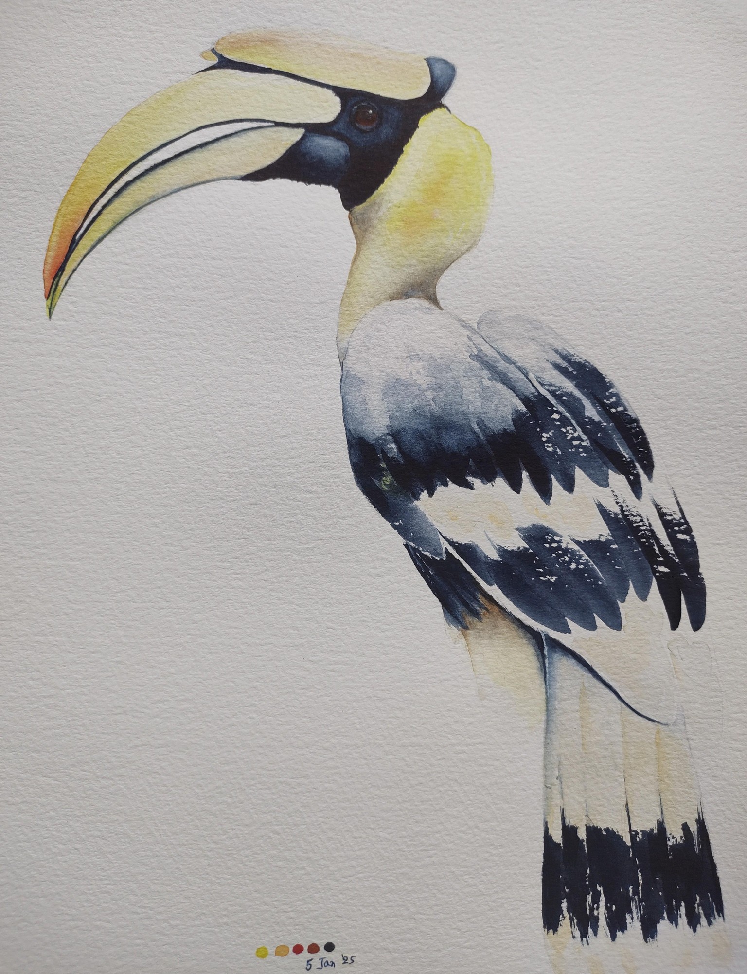 Hornbill Watercolour - a class by Nadine Dudek - image 1 - student project