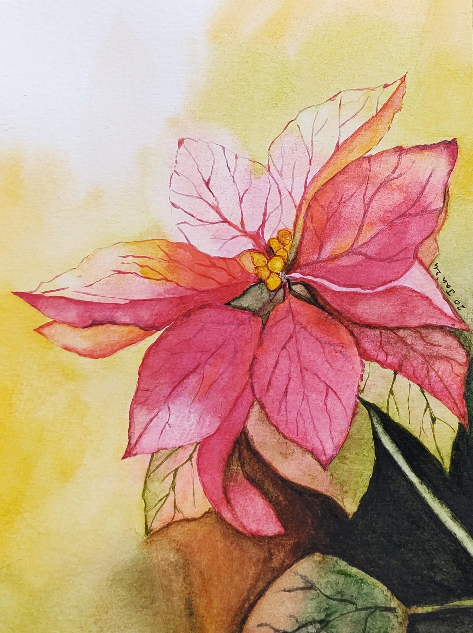 Poinsettia in watercolor - image 1 - student project