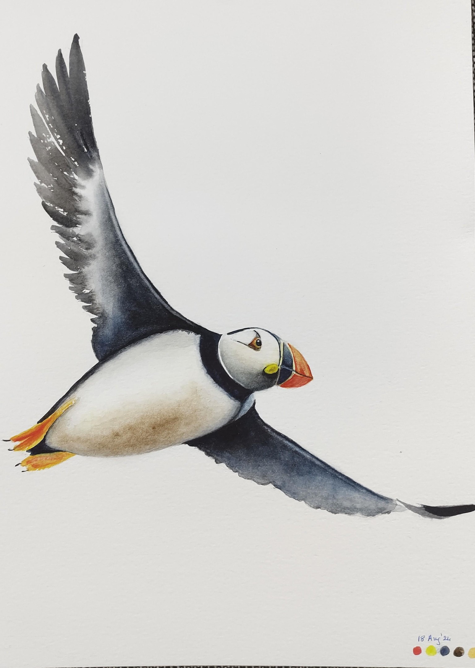 Flying puffin in watercolour - a class with Nadine Dudek - image 1 - student project