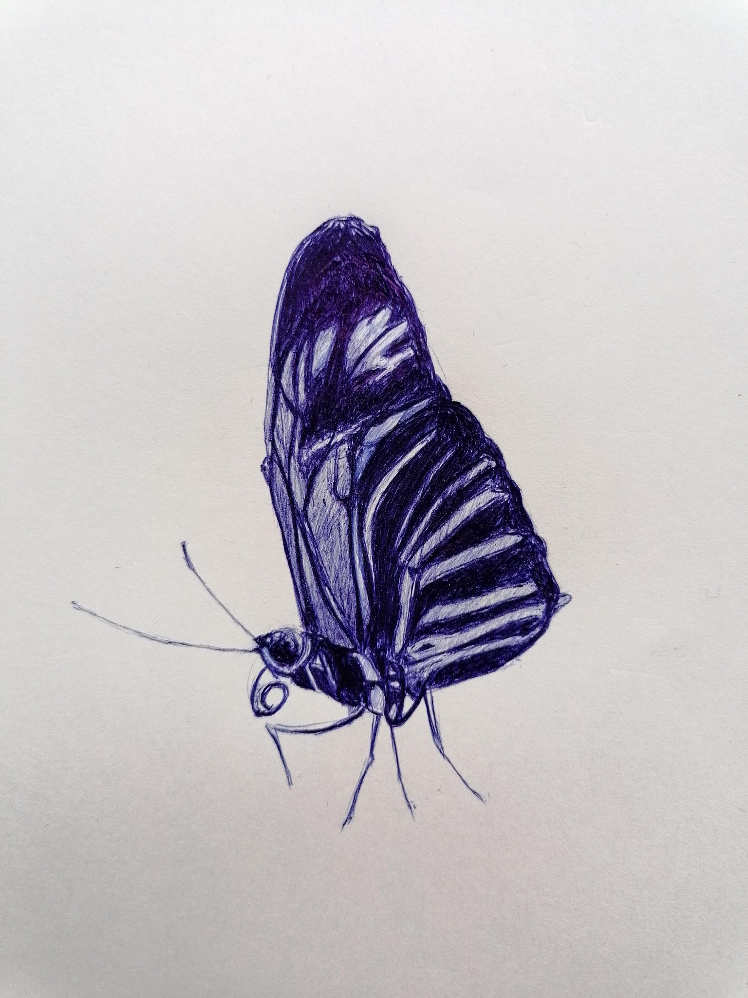 Ballpoint Drawing butterfly - image 1 - student project