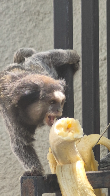 Sagui and Banana - image 2 - student project