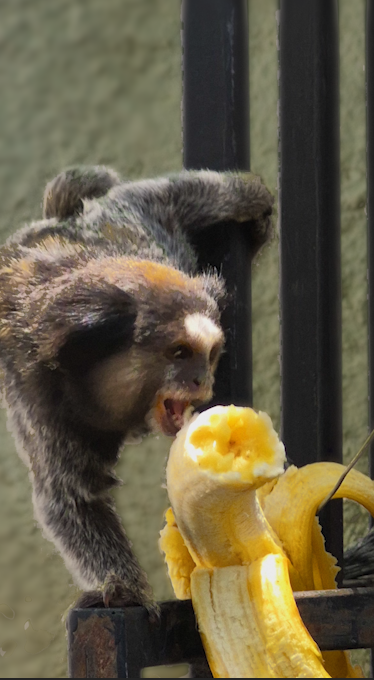 Sagui and Banana - image 1 - student project