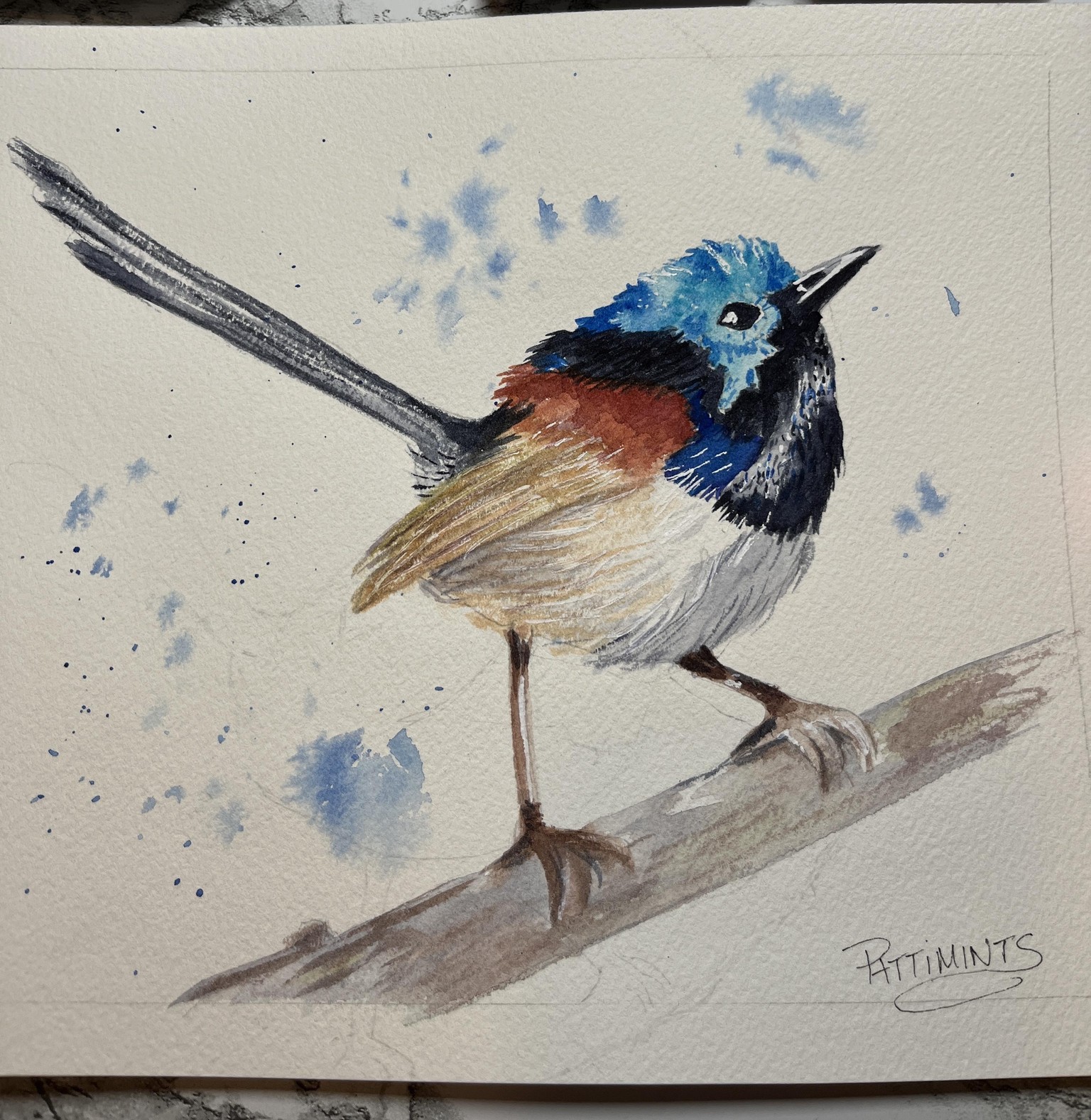 Fairy Wren - image 1 - student project