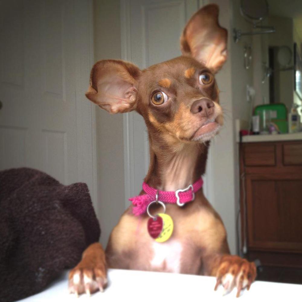 Carmel the rescue dog - image 1 - student project