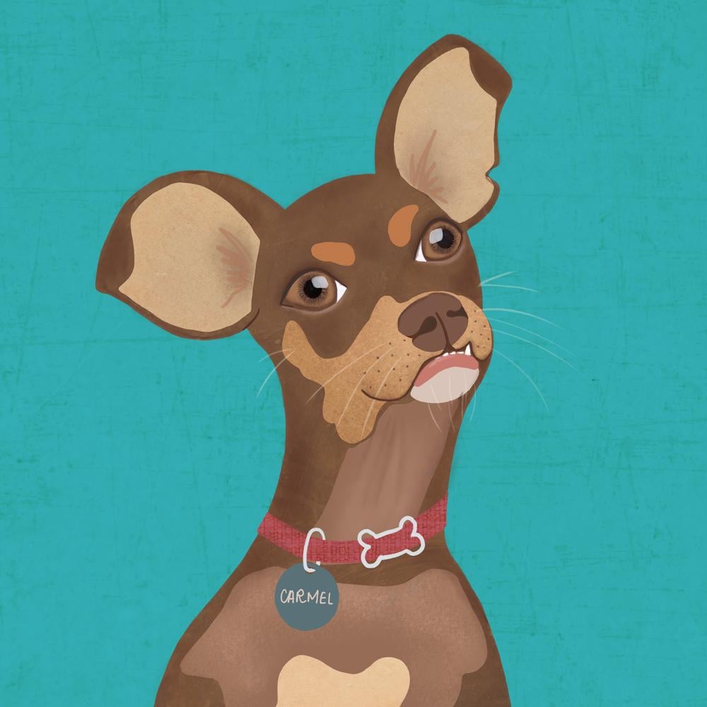 Carmel the rescue dog - image 3 - student project