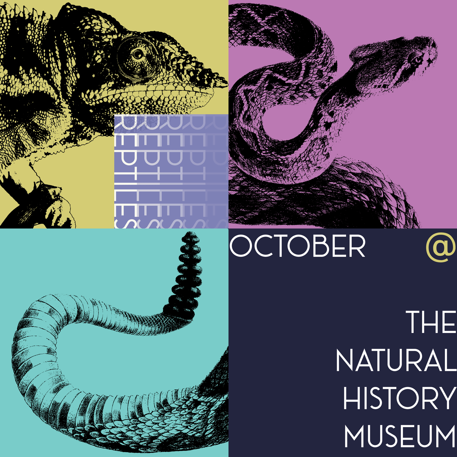 October @ The Natural History Museum: Reptiles - image 2 - student project