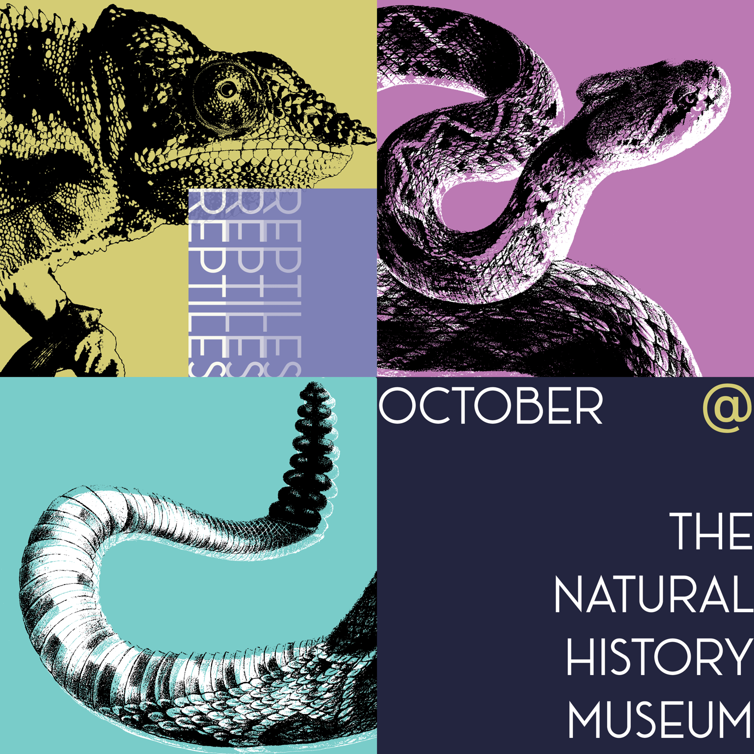 October @ The Natural History Museum: Reptiles - image 1 - student project