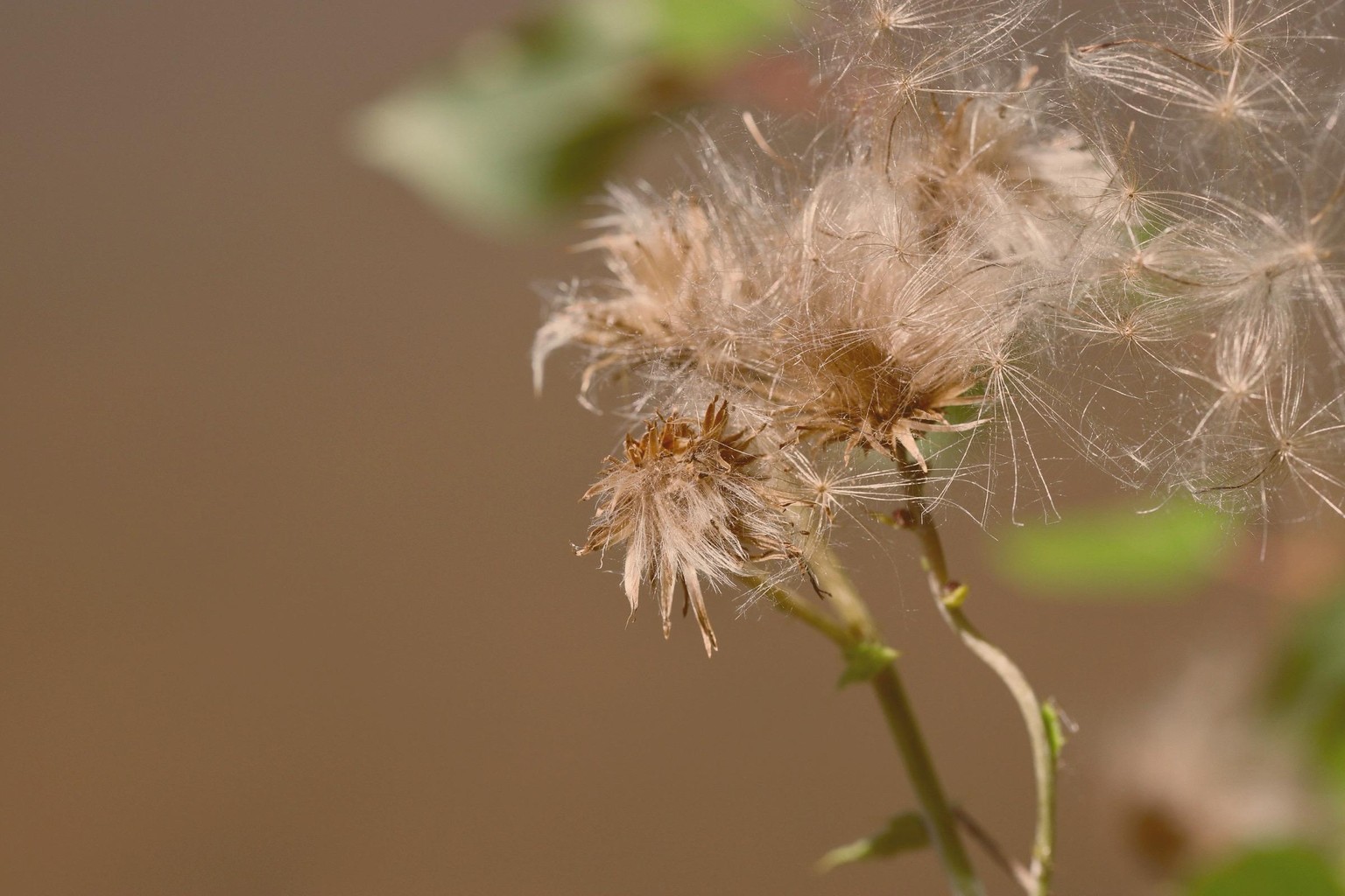 Macro Photography - image 4 - student project