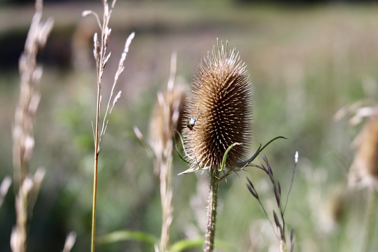 Macro Photography - image 1 - student project