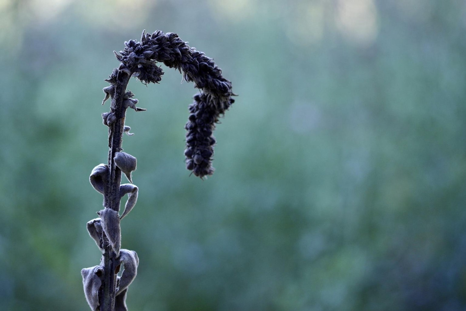 Macro Photography - image 3 - student project
