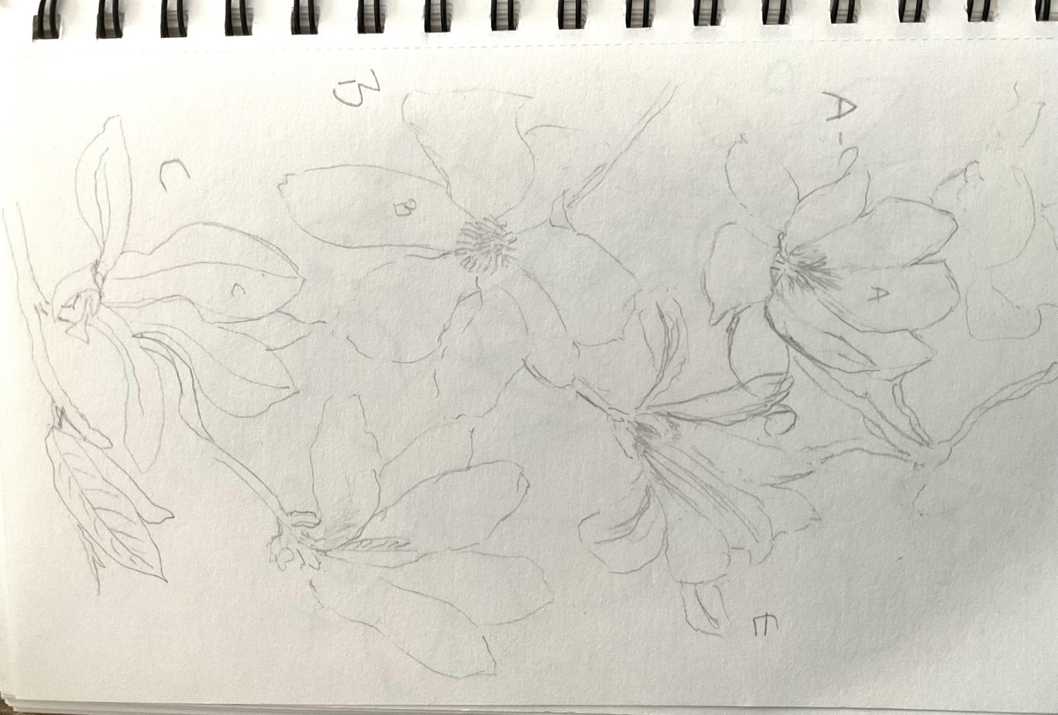Magnolias - image 6 - student project