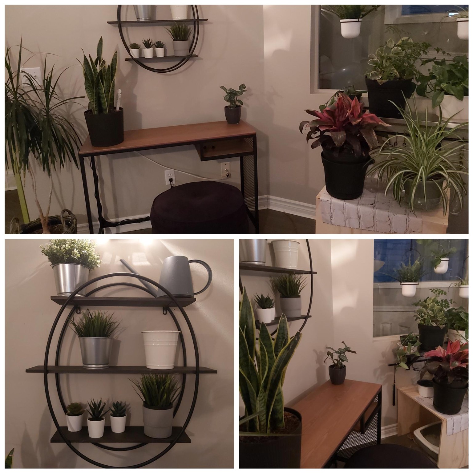 My new plant space - UPDATE :-) - image 1 - student project