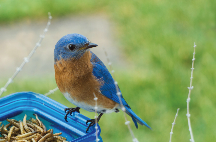 Blue bird - image 1 - student project