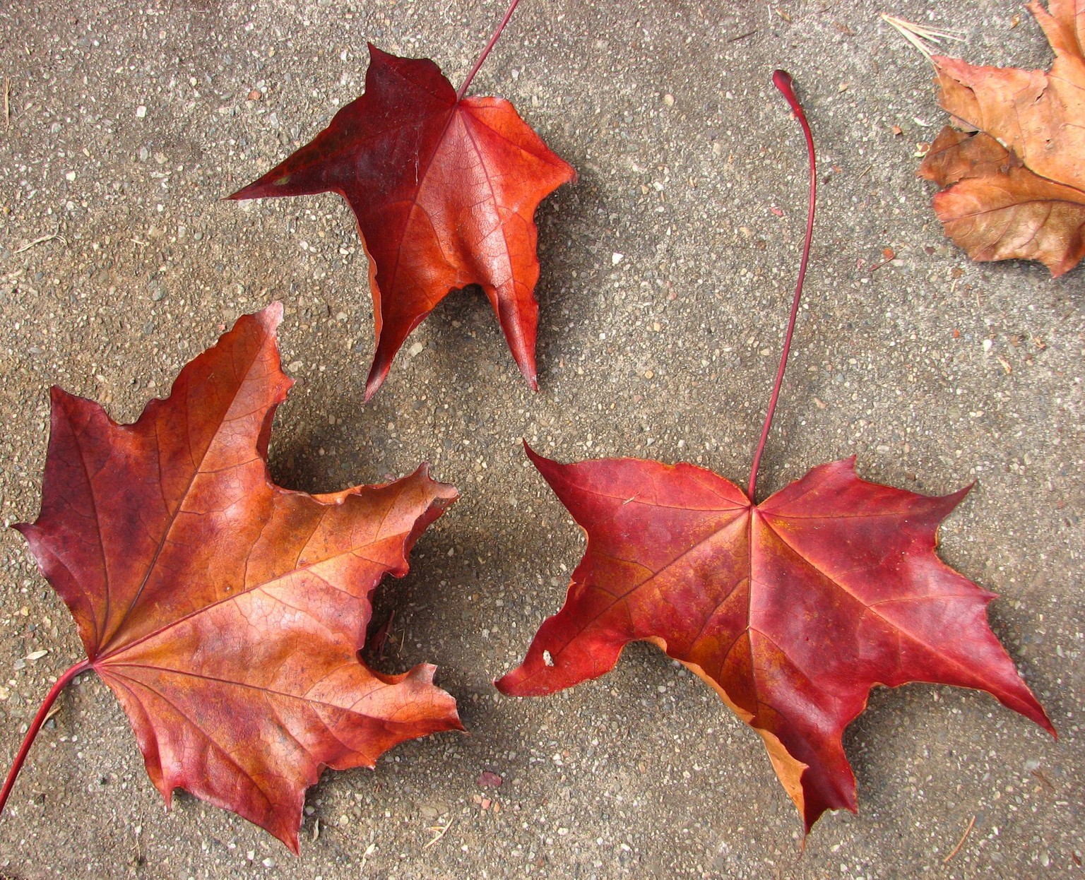 Watercolour Leaf - image 2 - student project