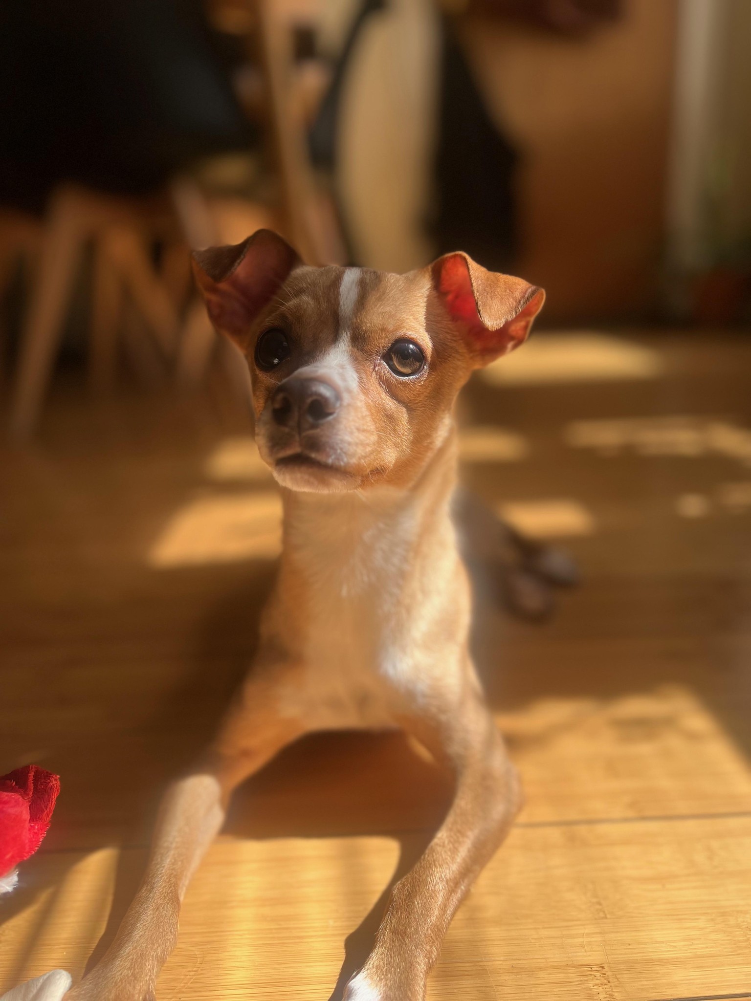 Bruno - image 1 - student project