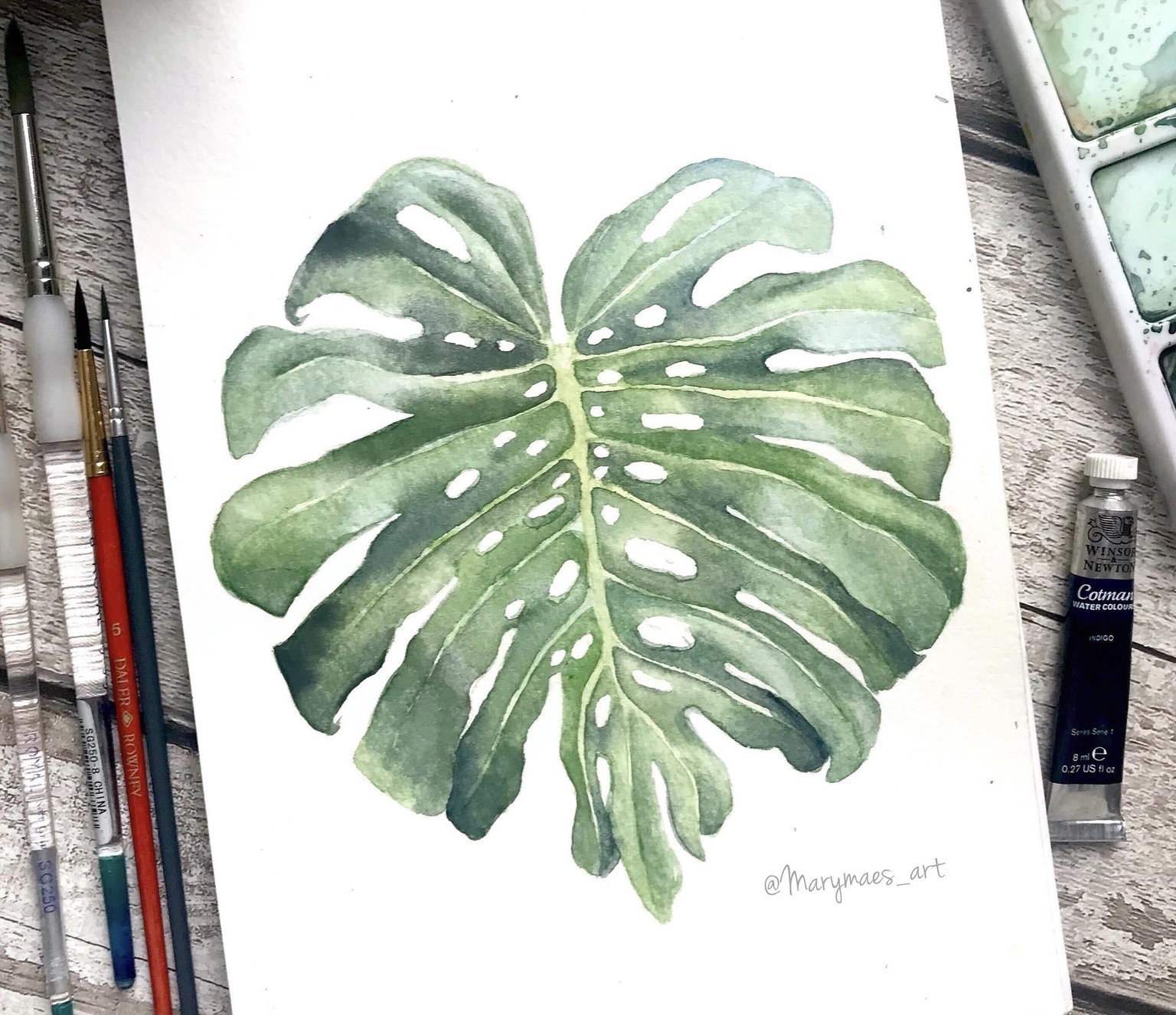 Monstera botanical Illustration - image 4 - student project