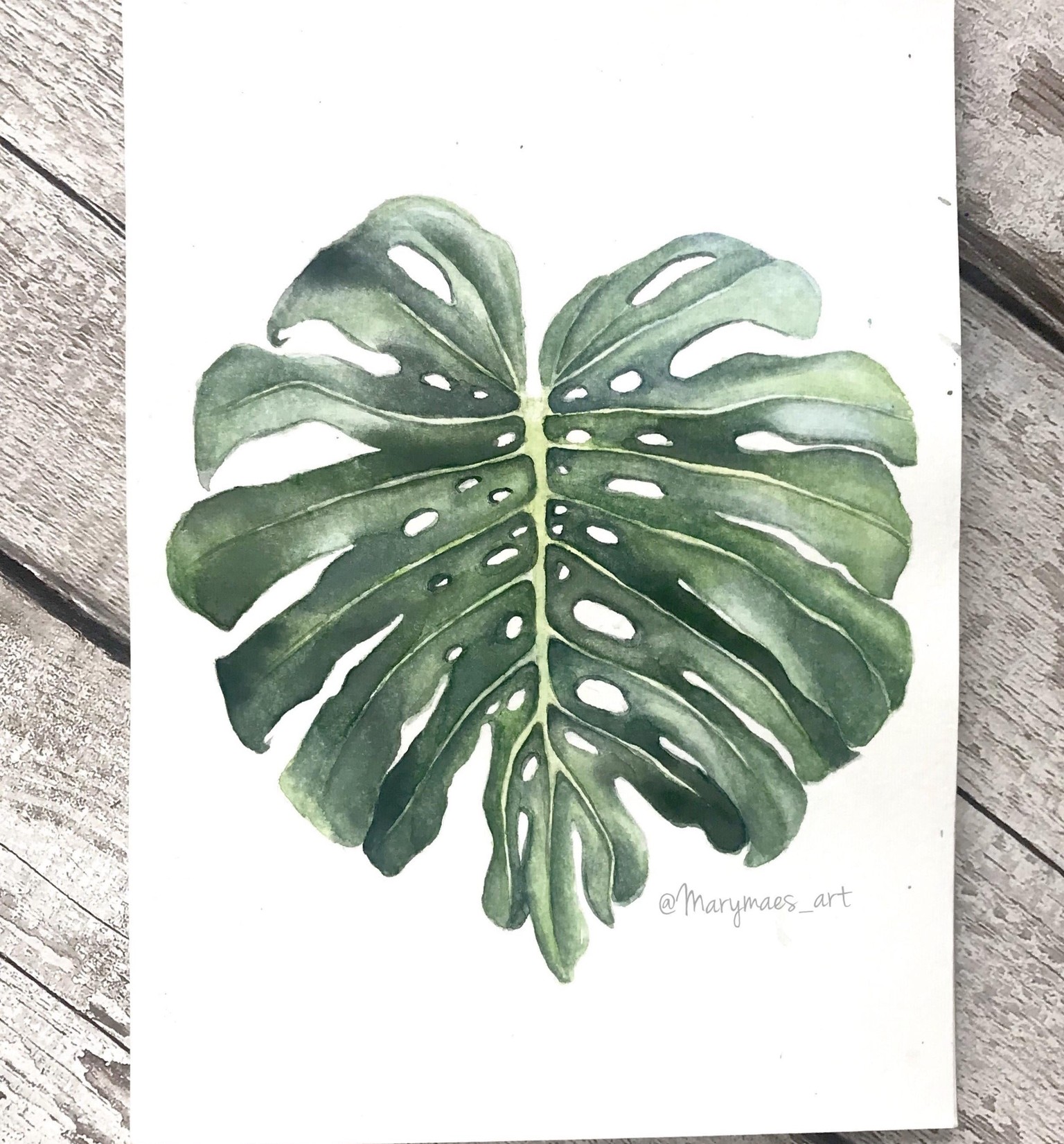 Monstera botanical Illustration - image 5 - student project
