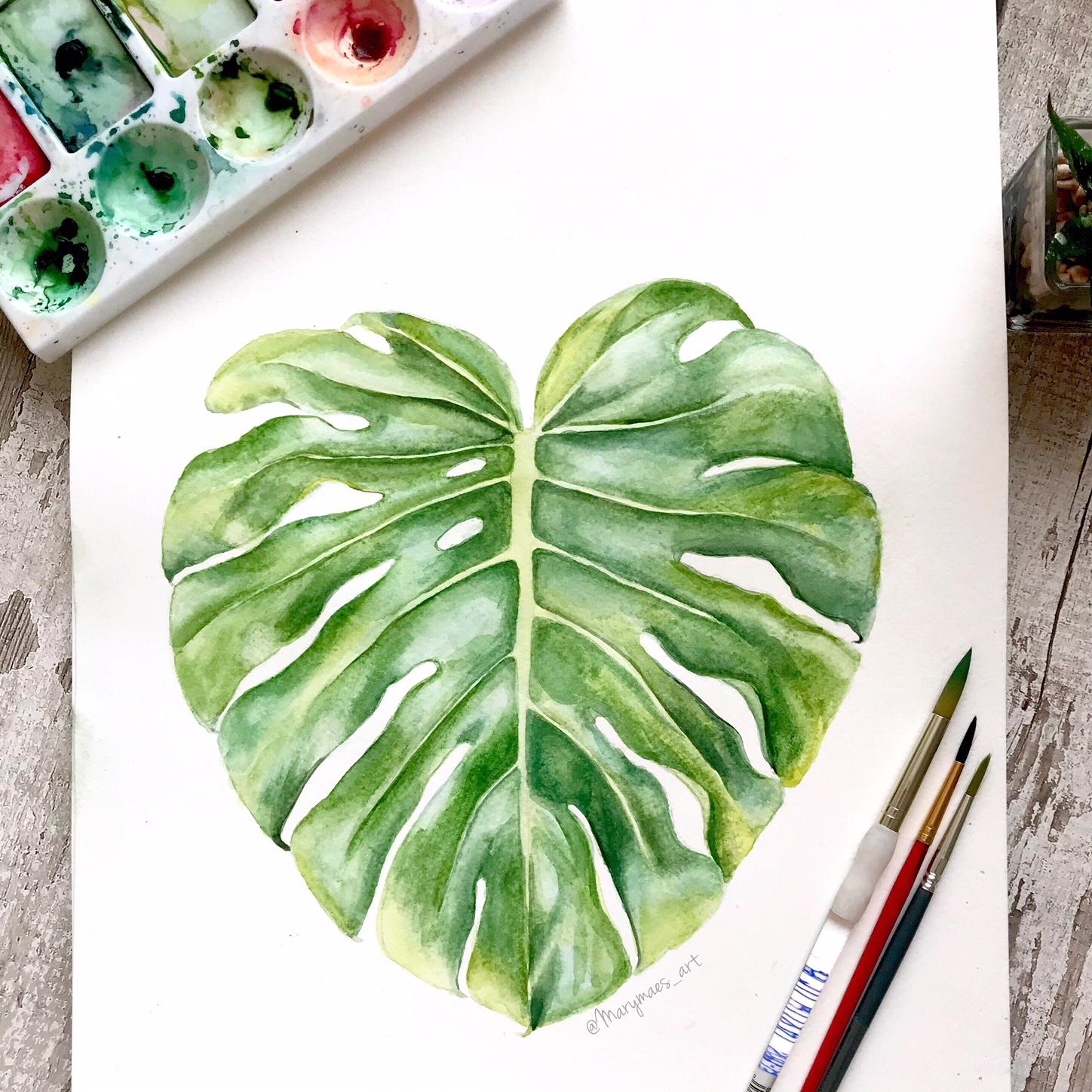 Monstera botanical Illustration - image 3 - student project