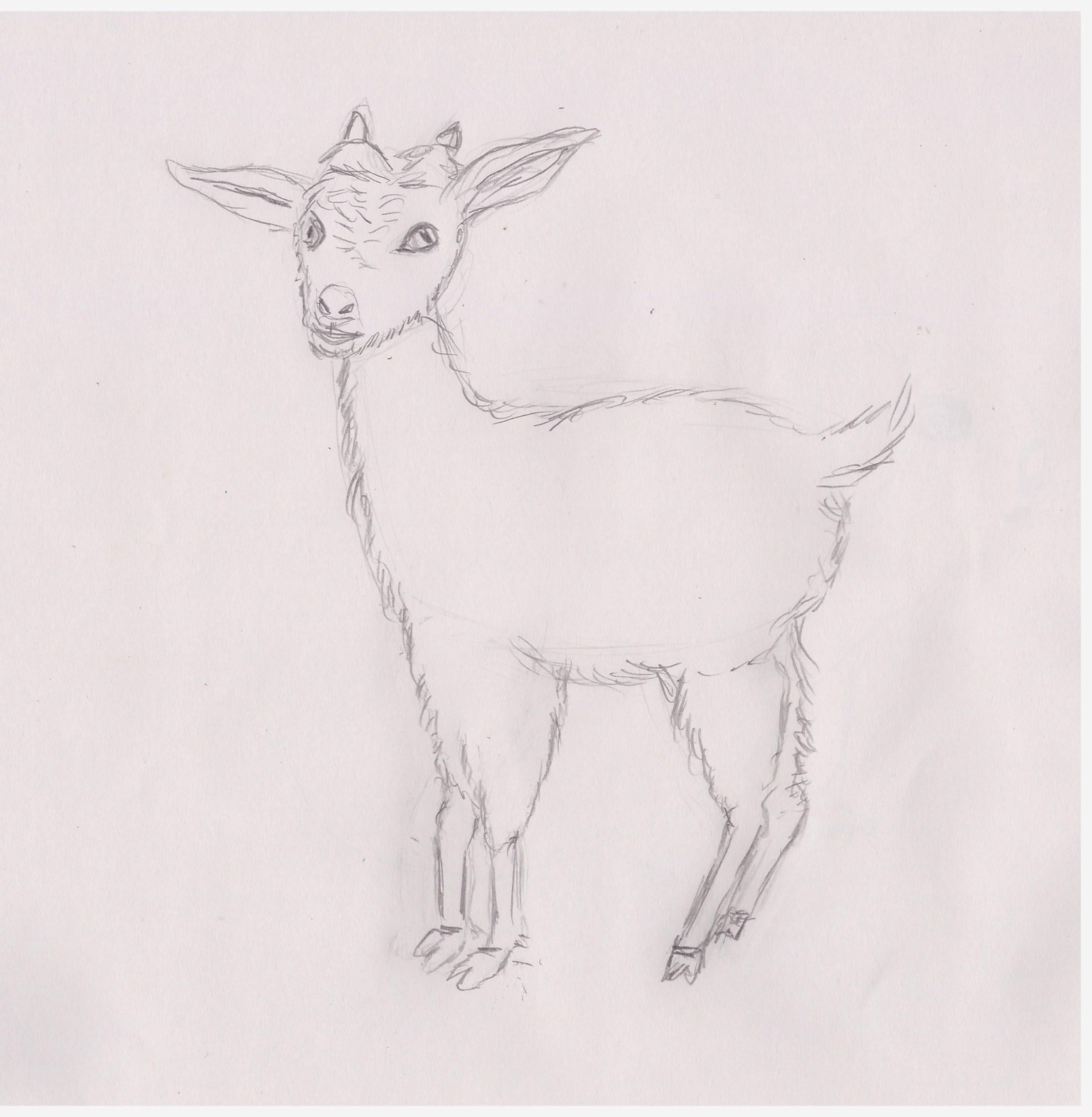 Little goat - from sketch to a simple repeat. - image 1 - student project