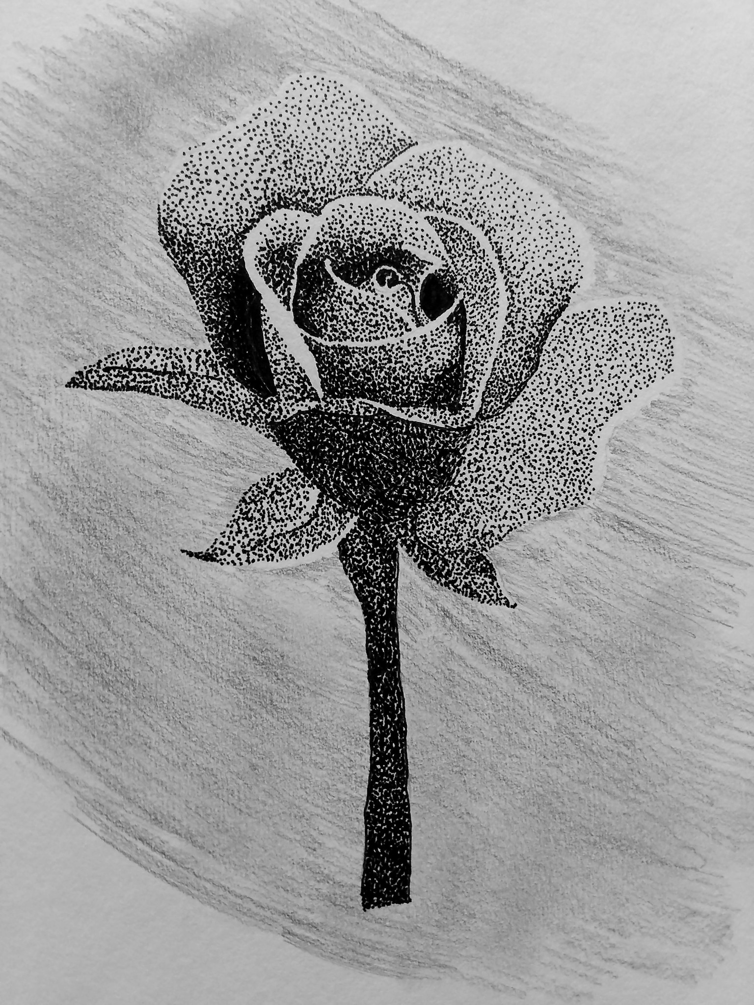 Stipple Rose - image 1 - student project