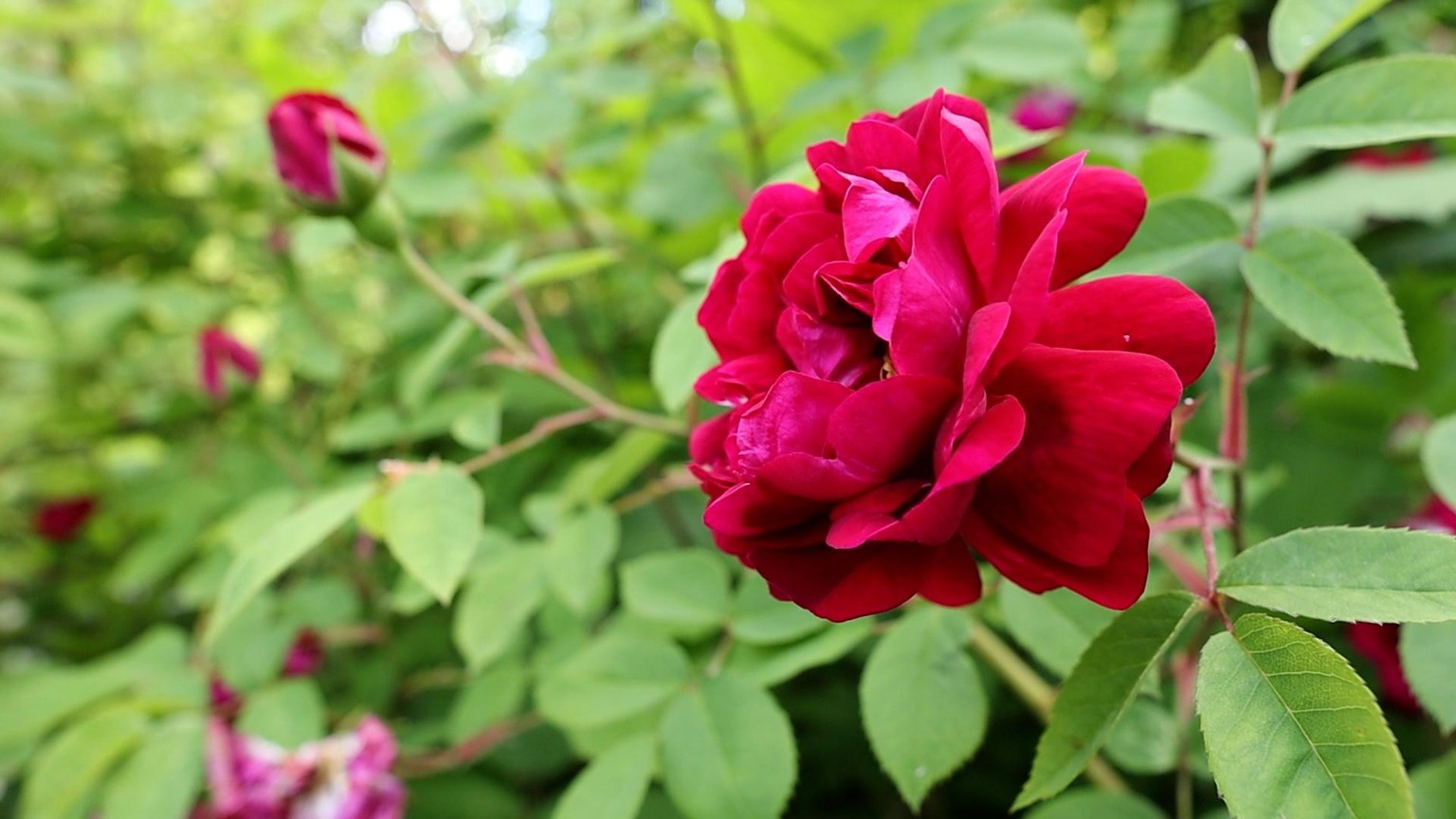 A Wild Rose in Watercolor - image 2 - student project