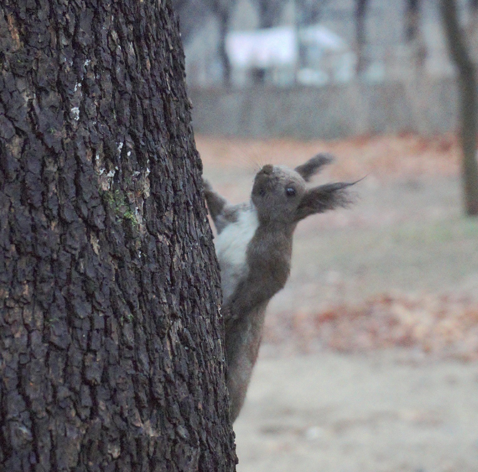 Korean Wildlife - image 1 - student project