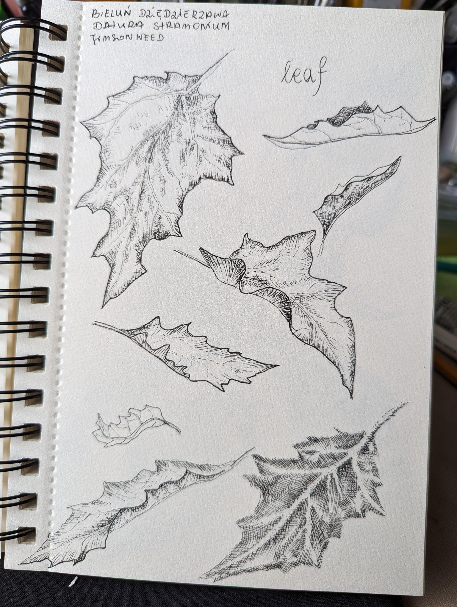 Botanical illustrations - image 2 - student project