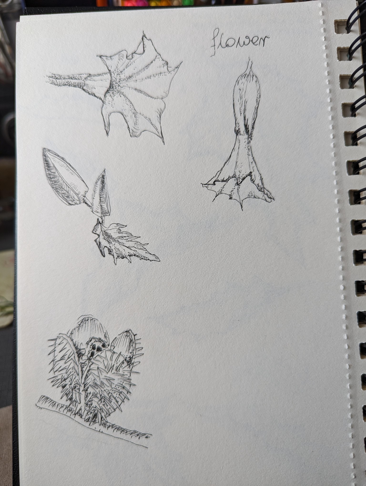 Botanical illustrations - image 3 - student project