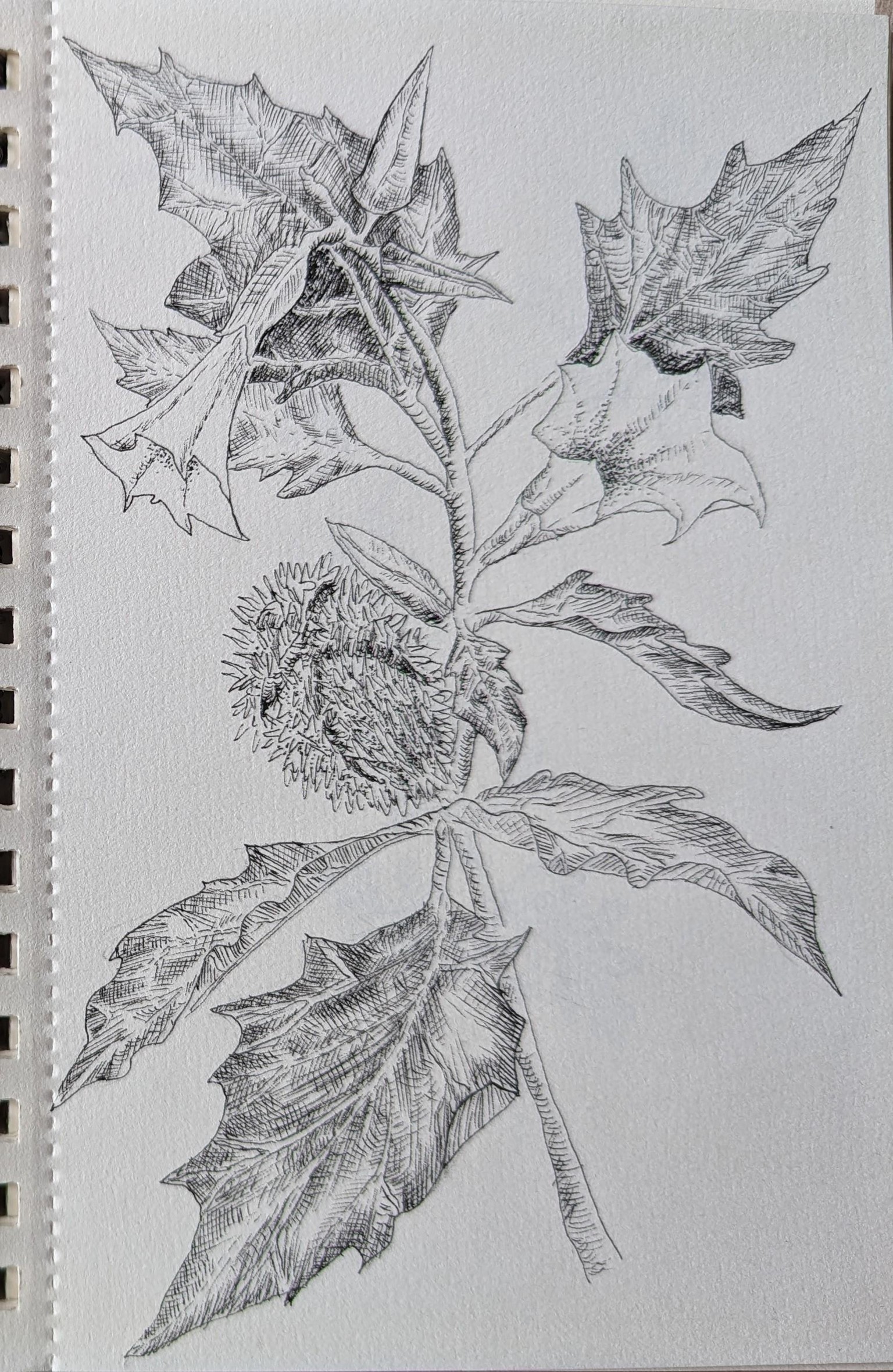 Botanical illustrations - image 4 - student project