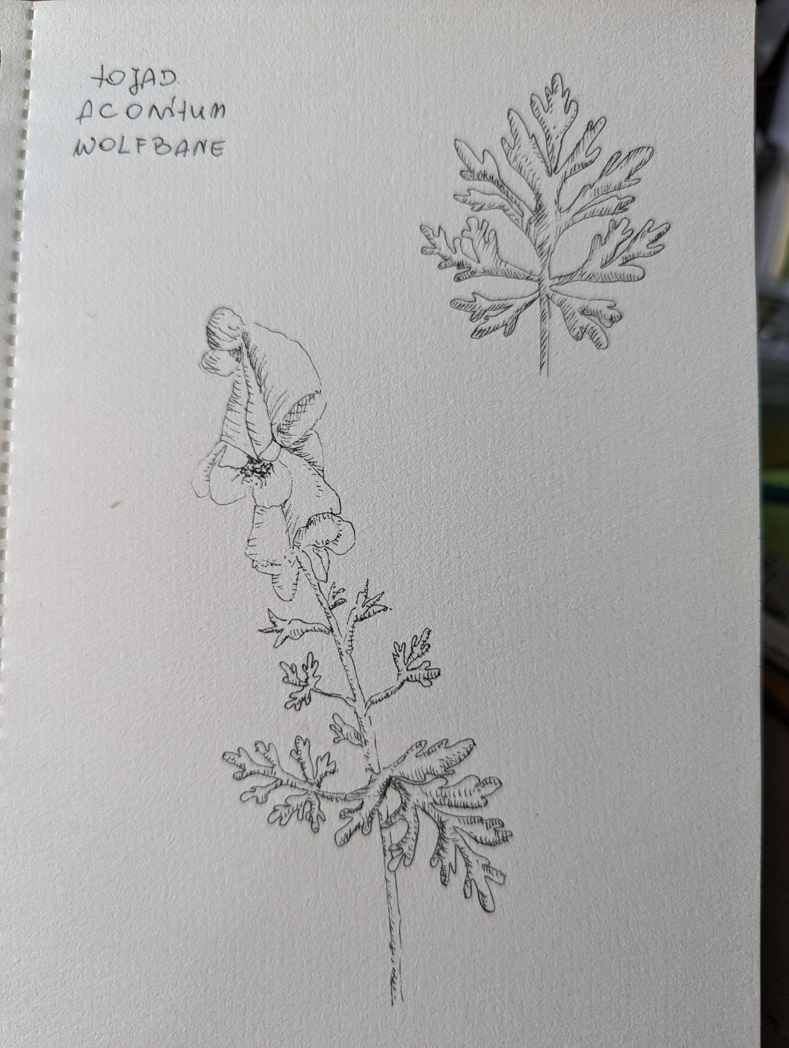 Botanical illustrations - image 5 - student project