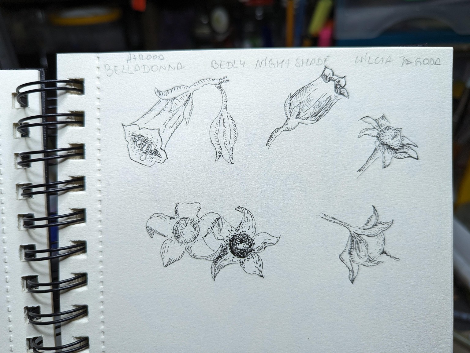 Botanical illustrations - image 4 - student project