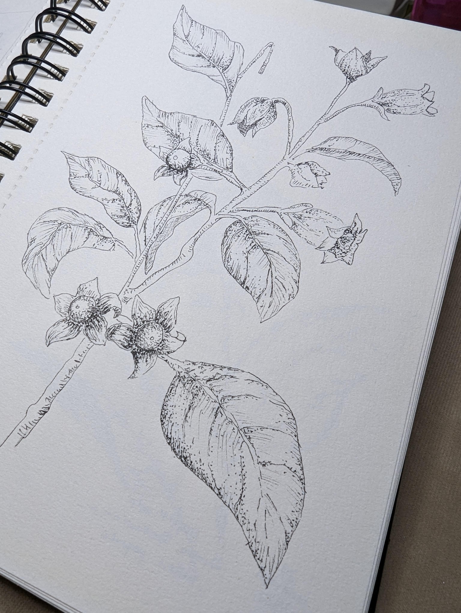 Botanical illustrations - image 3 - student project